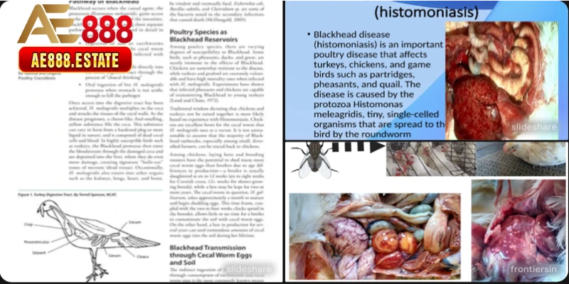 Bệnh 5 — Bệnh Đầu Đen (Histomonosis)
