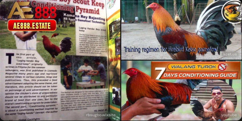 Cách Huấn Luyện Gà Đá