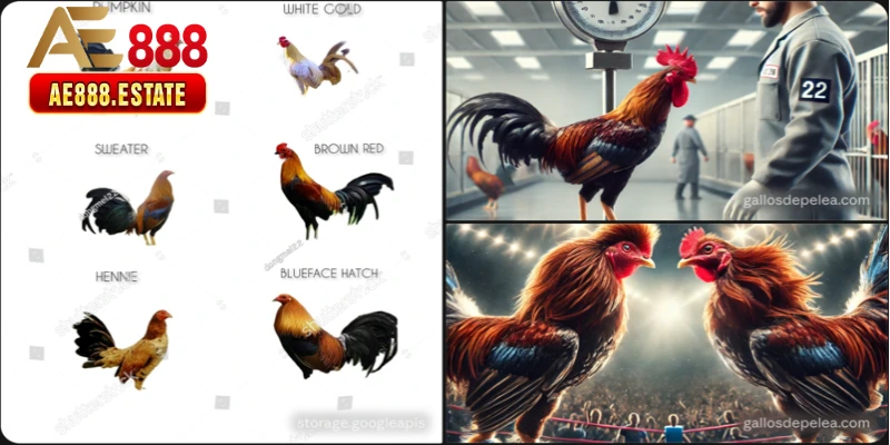 Nguyên Tắc 2 — Phân Tích Trước Khi Đặt